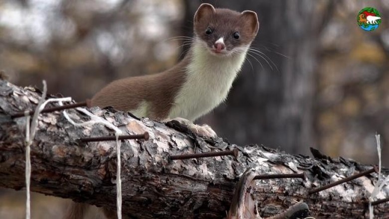 Как горностай на кордоне «Северный Аян» рыбку подворовывает