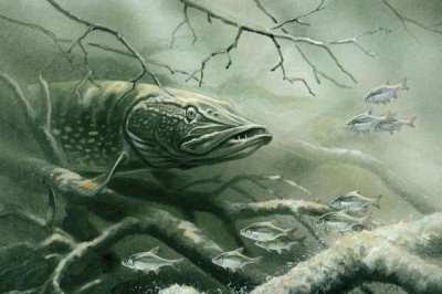 Какие самые ядовитые рыбы в России