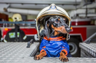 Такса Маруся спешит на помощь: как четвероногий московский спасатель помогает бороться со стрессом