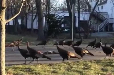 Зачем индюки бегают по кругу?