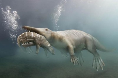 Ученые обнаружили останки древнего кита, ходившего по земле.