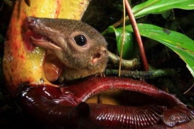 Как хищное растение «непентес раджа» ради собственной выгоды превратилось в звериный туалет