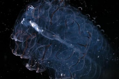 Erenna, Pelagothuria Natatrix и другие глубоководные существа, которые выглядят словно пришельцы