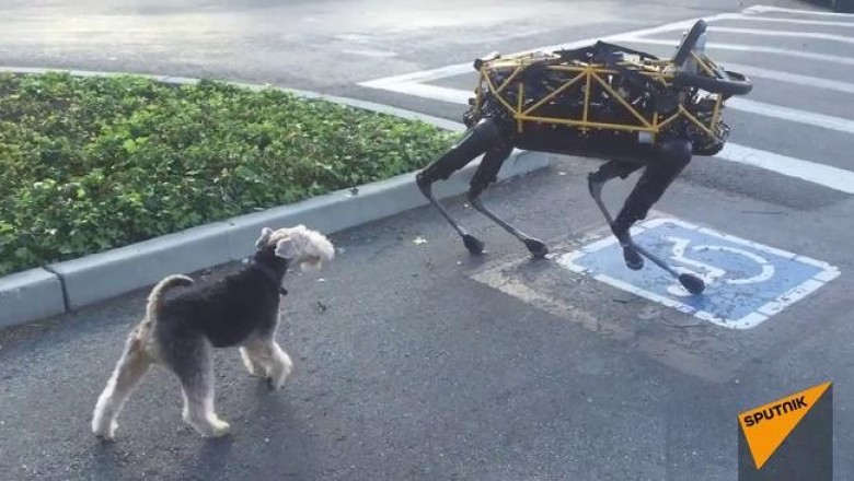 Как на робота Boston Dynamics реагирует живая собака