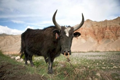 Зеброид, дзо, хинни и другие гибридные животные, которые были выращены искусственным образом