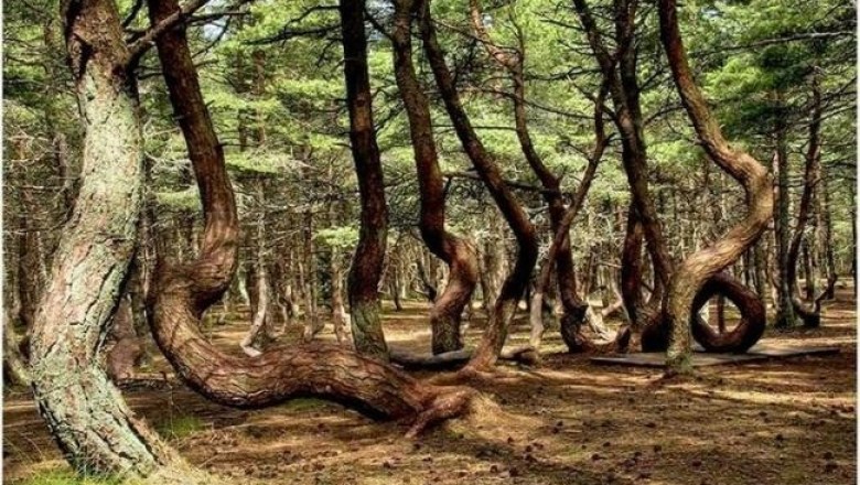 Какую тайну хранит танцующий Лес на Куршской косе