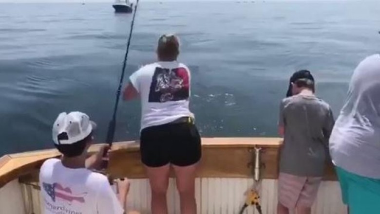 Как большая белая акула увела улов у юного рыболова у побережья Массачусетса