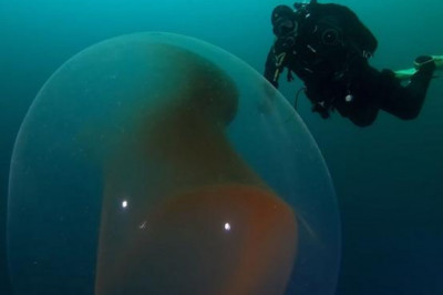 Ученые показали, как выглядит подводная капсула с яйцами кальмара