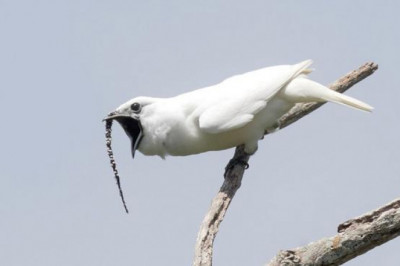 Как кричит одноусый звонарь, самая громкая птица в мире: 125 дБ брачного зова