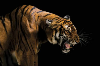 «Фотоковчег» Джоула Сарториа: каких животных мы теряем?