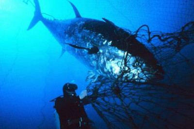 Как выглядит синий тунец за 1,8 млн долларов