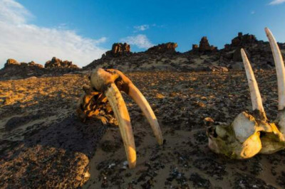 Охота на моржей в Гренладии: что разорило викингов?