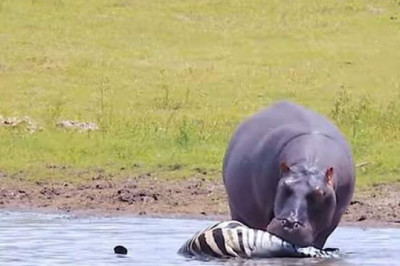 Бегемот поедает зебру