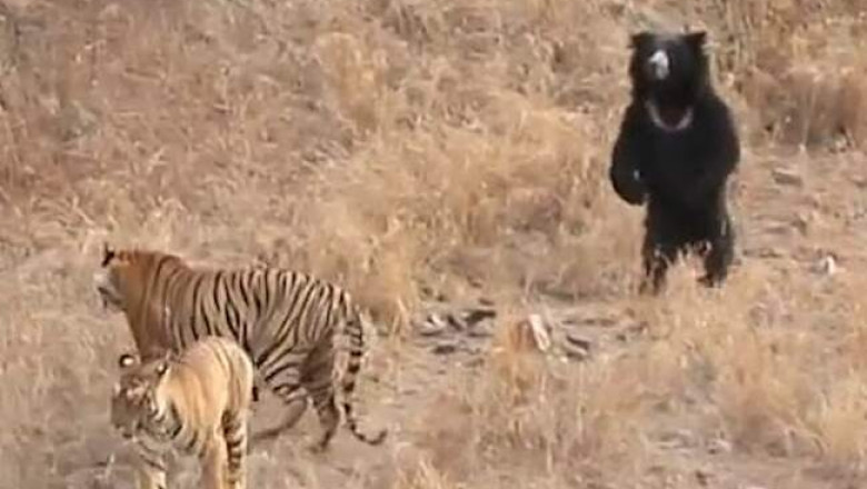 Как медведь перехитрил и прогнал тигров