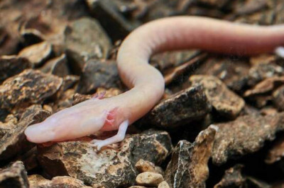 Европейский протей: как выглядит амфибия, которая не двигалась с места 7 лет