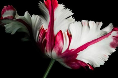 Тюльпаномания: как создавалась современная экономика