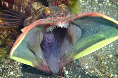 Щучья морская собачка: устрашающая рыба-агрессор