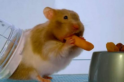 Сколько хомяк может унести еды за щеками