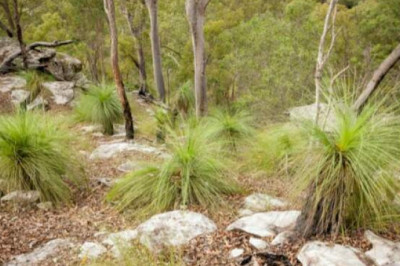 Как аборигены Австралии первыми использовали «контролируемое горение» и другие удивительные вещи, которым нас научили пустыни