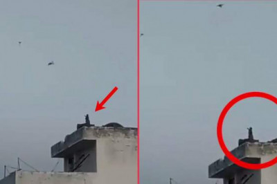 В Индии обезьяна показала, как нужно запускать воздушного змея