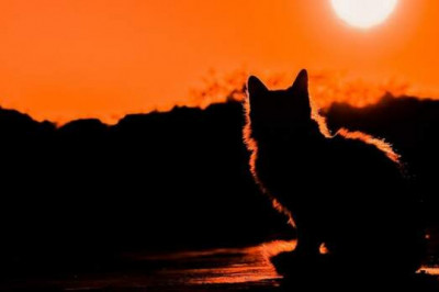 Какие самые опасные породы кошек