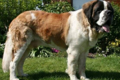 Как выглядят 25 самых крупных в мире пород собак