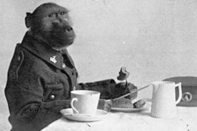Бабуин Джеки: самый необычный вояка Первой мировой