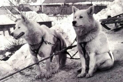 «Волосатые с Аляски»: как собаки из США в 1915 году пересекли океан, чтобы спасти Францию в Вогезах