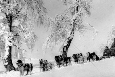 «Волосатые с Аляски»: как собаки из США стали героями Вогезского фронта