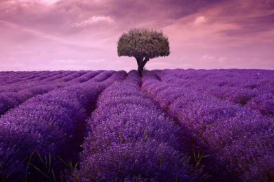 Почему лавандовые поля символ Прованса