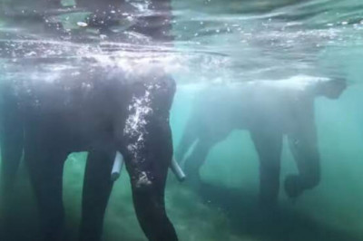 Как в Орегонском зоопарке слоны спасаются от жары