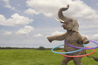 «Зверский кайф»: наркомания у животных