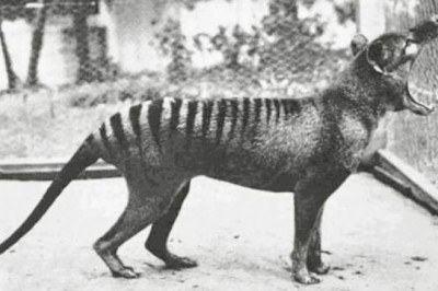 Что ученые увидели на уникальных кадрах о тасманском волке, который исчез в прошлом веке