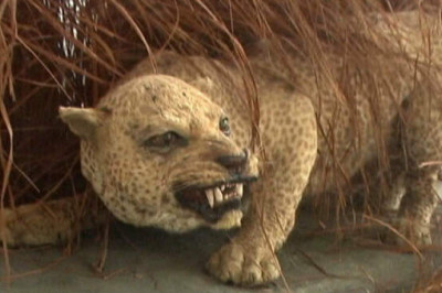 Занзибарский леопард, квагга и другие животные, которые вымерли благодаря нам за последние 150 лет