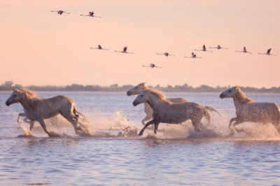 Камарга: местность на юге Франции почти, как мультфильм «Последний единорог»