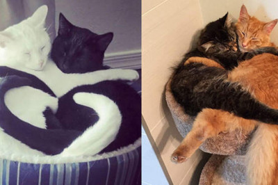 Снимки спящих кошек, которые не оставляют сомнений, что они милейшие питомцы