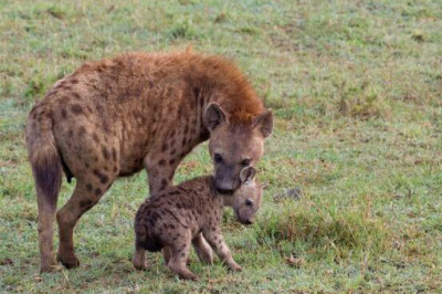 Почему гиены убивают детенышей?