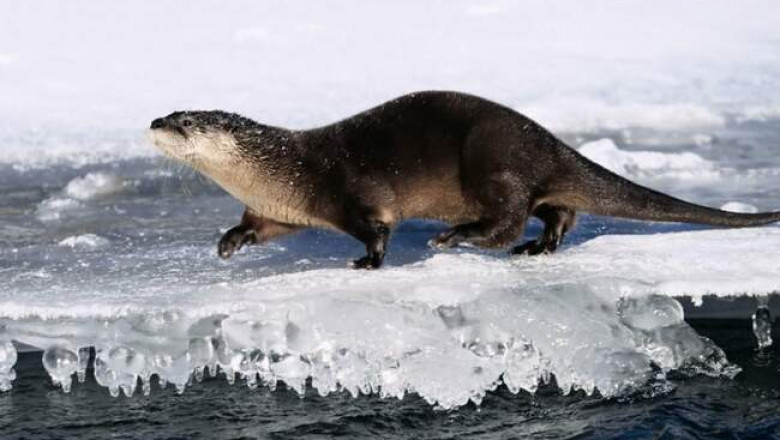 Зимние забавы речных выдр