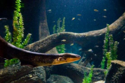 Откуда ток у электрического угря