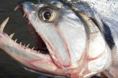 Коричневые змееголовы, скумбриевидные гидролики и еще 8 малоизвестных рыб-убийц