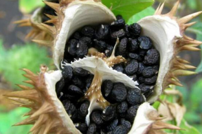 Дурманы древних людей