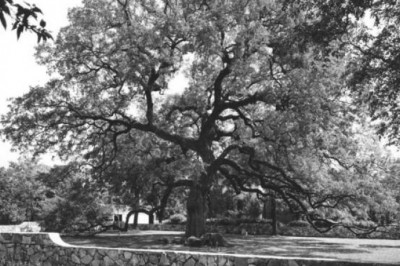 Странная история о человеке, который пытался убить 600-летний дуб