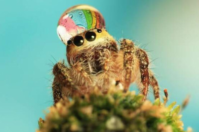 10 невероятных макрофотогоафий, открывающих невидимый мир