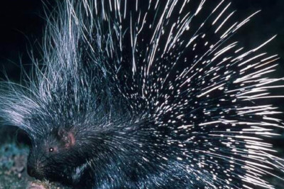 Не только удовольствие, но и смерть: 10 самых странных брачных ритуалов у животных