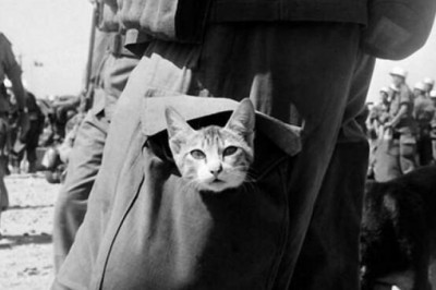 Животные и насекомые, спасавшие человечество