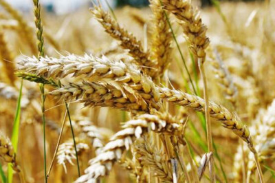 Что, если бы не было земледелия