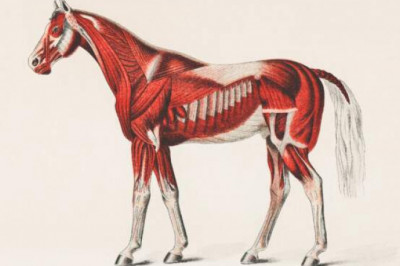 Кухня в Средние века: что ели в старину?