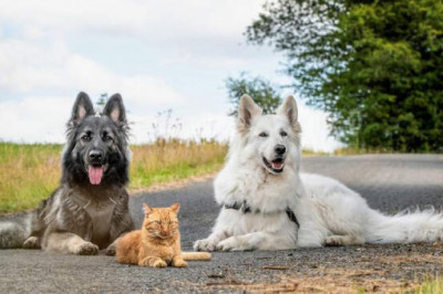 Как живется коту, которого воспитали собаки