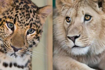 Впервые из России репатриируют львенка и леопарда