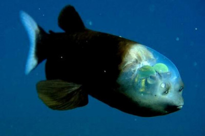 Зачем рыбе малоротой макропинне прозрачная голова